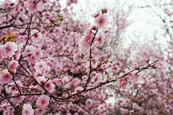 公司网媒1601班在梅花山举行团日活动